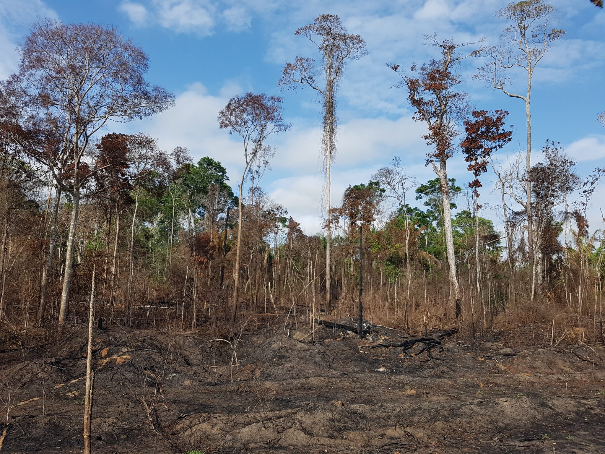 Amazon Rian Human Activity Has Degraded More Than a Third of the Remaining Amazon ...