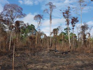 Human Activity Has Degraded More Than a Third of the Remaining Amazon Rain Forest