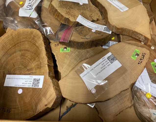 Learning How Trees Can Help Unlock Secrets of Our Climate Future
