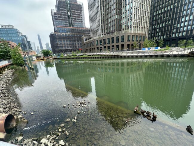 Photo of a green sludgy canal dotted with luxury buildings