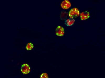 Tiny Giants: Marine Microbes’ Pivotal Role in the Ocean’s Future