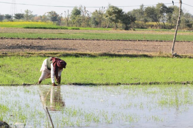 A farmer working in a rice field
