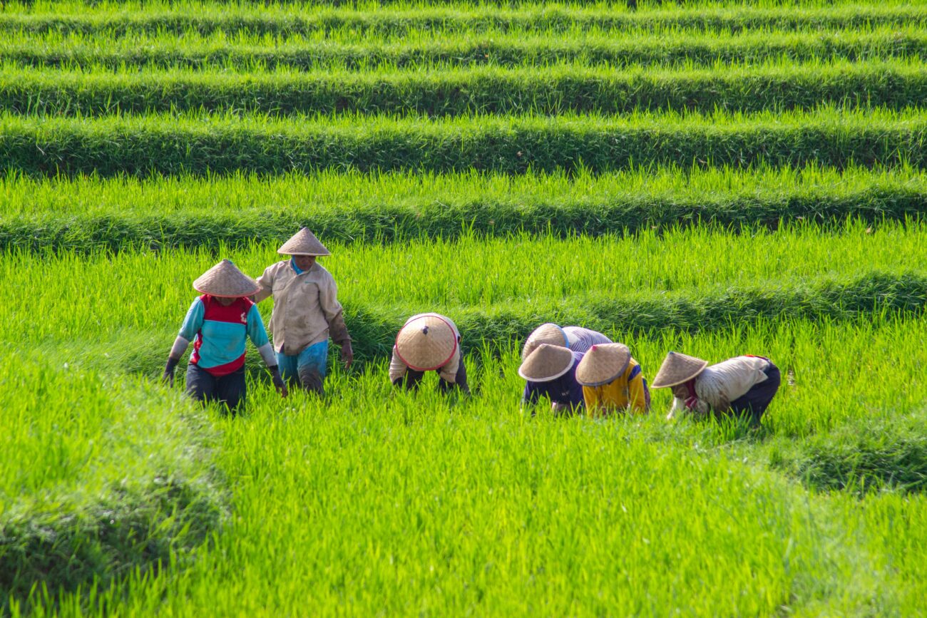 Indonesian farmers working in rice fields
