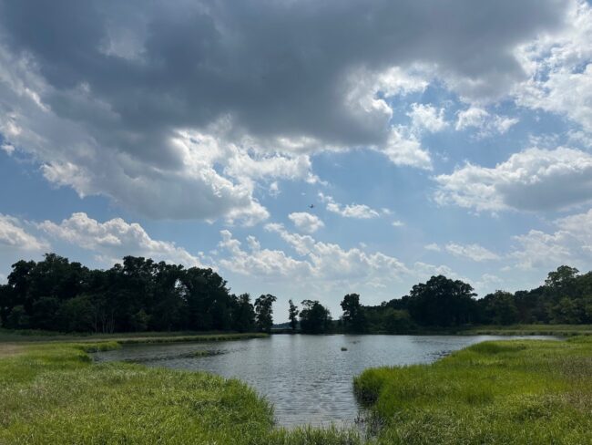 Lahan Basah di Pelham Bay Park