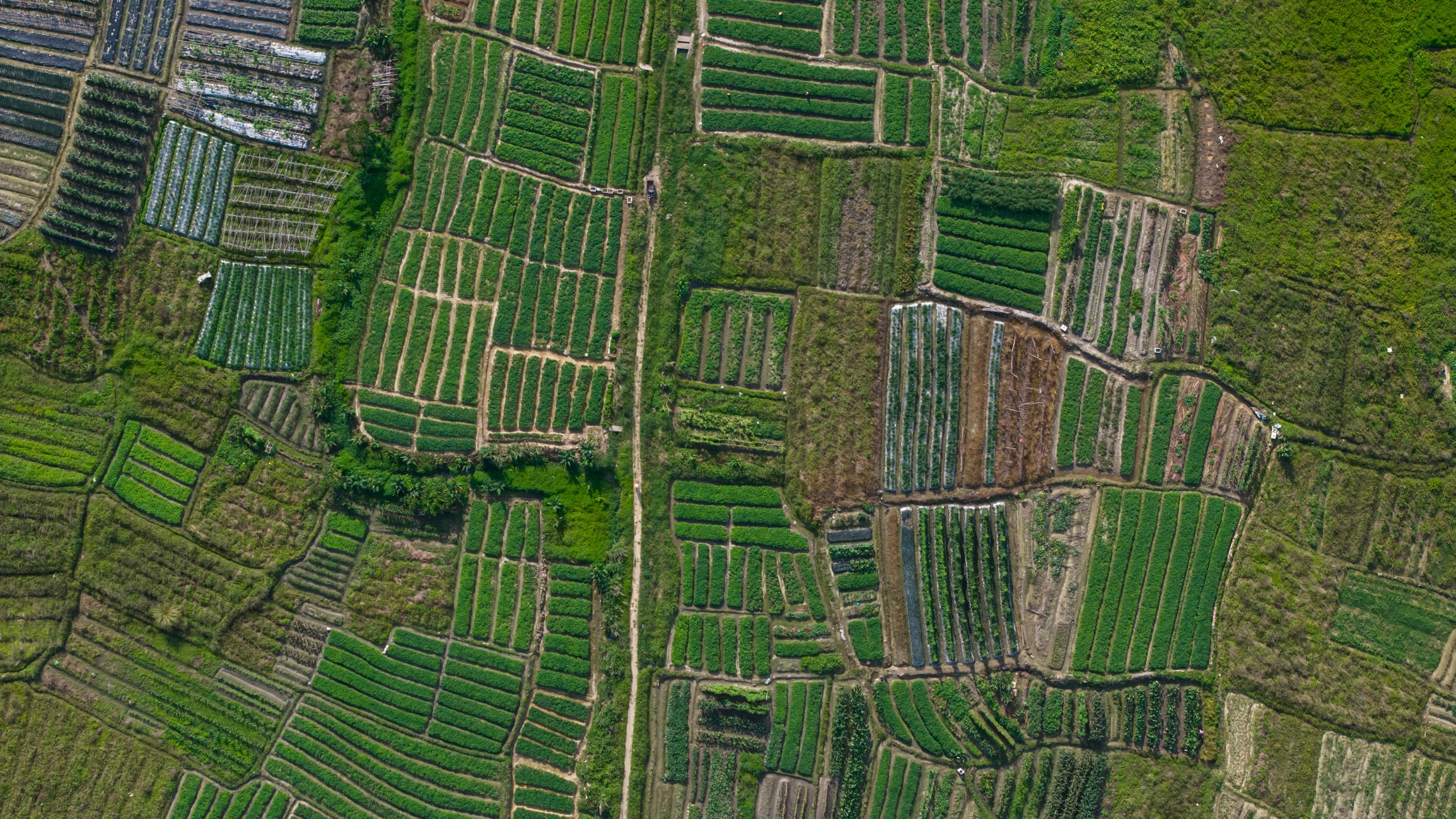 A Blueprint for Survival: New EAT-Lancet Report Is a Sustainable Food Systems Roadmap