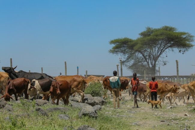 Young herders guide their cattle in Northern Kenya.