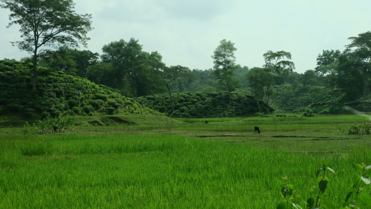 Repairing Global Navigation Satellite Systems in the Land of Tea | State of the Planet