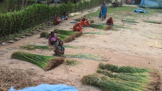 Wanita memanen rami di ladang