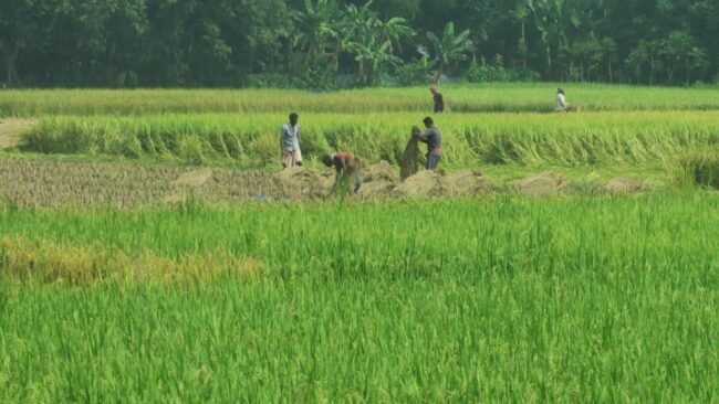 Petani memanen padi dengan tangan di ladang