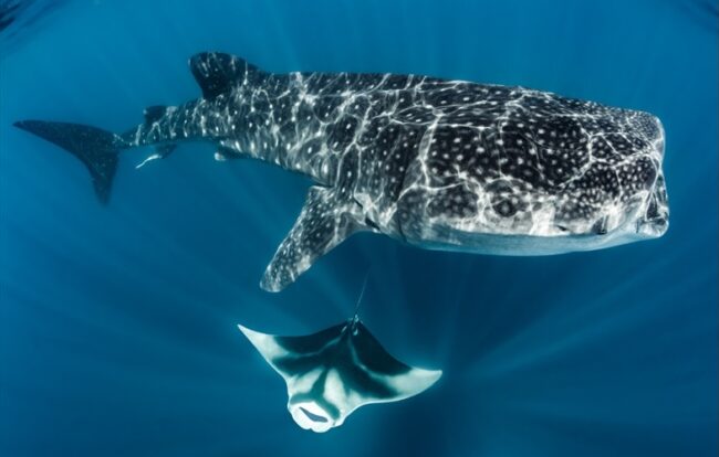 Whale shark and manta ray