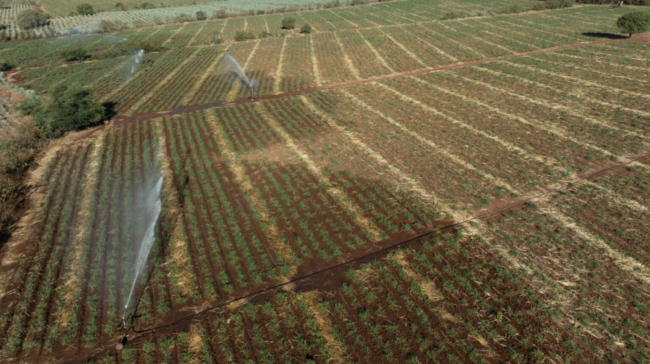 Aerial view of patchwork irrigation patterns across 
neighboring fields