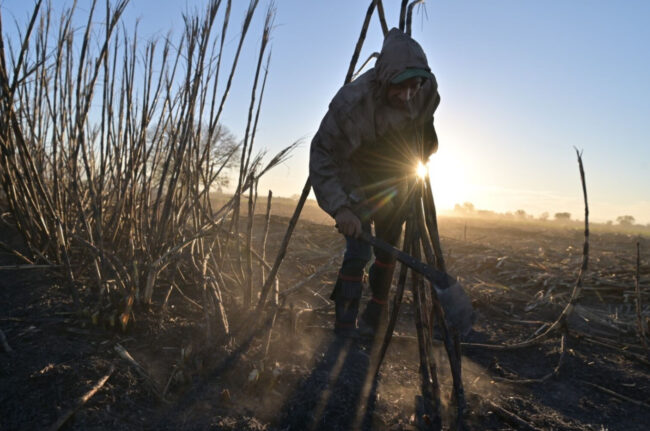 A farmer cutting sugar cane in a field in Mexico