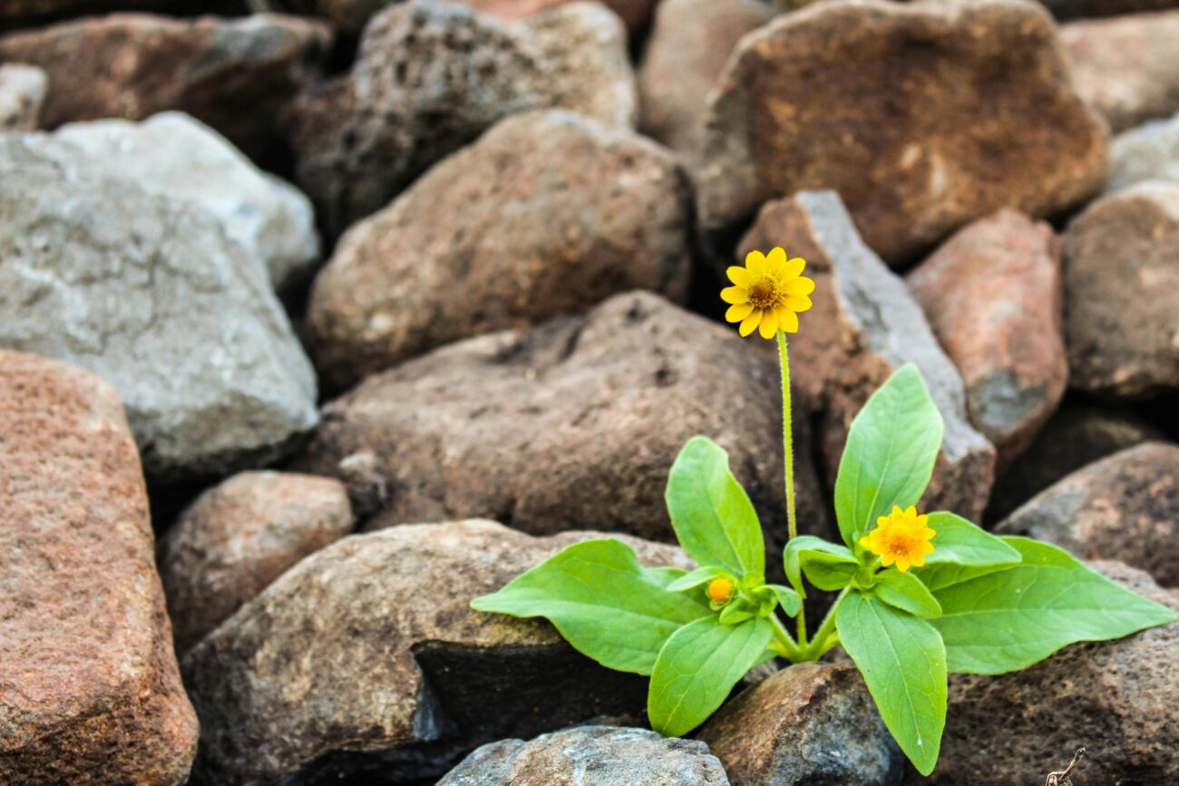 Yellow flower surrounded by rocks
