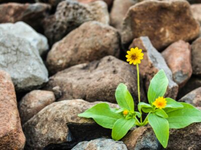 Columbia Climate School Experts on What Gives Them Hope for 2026