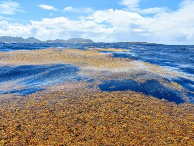 Harnessing AI, Scientists Discover a Rise in Floating Algae Across the Global Ocean