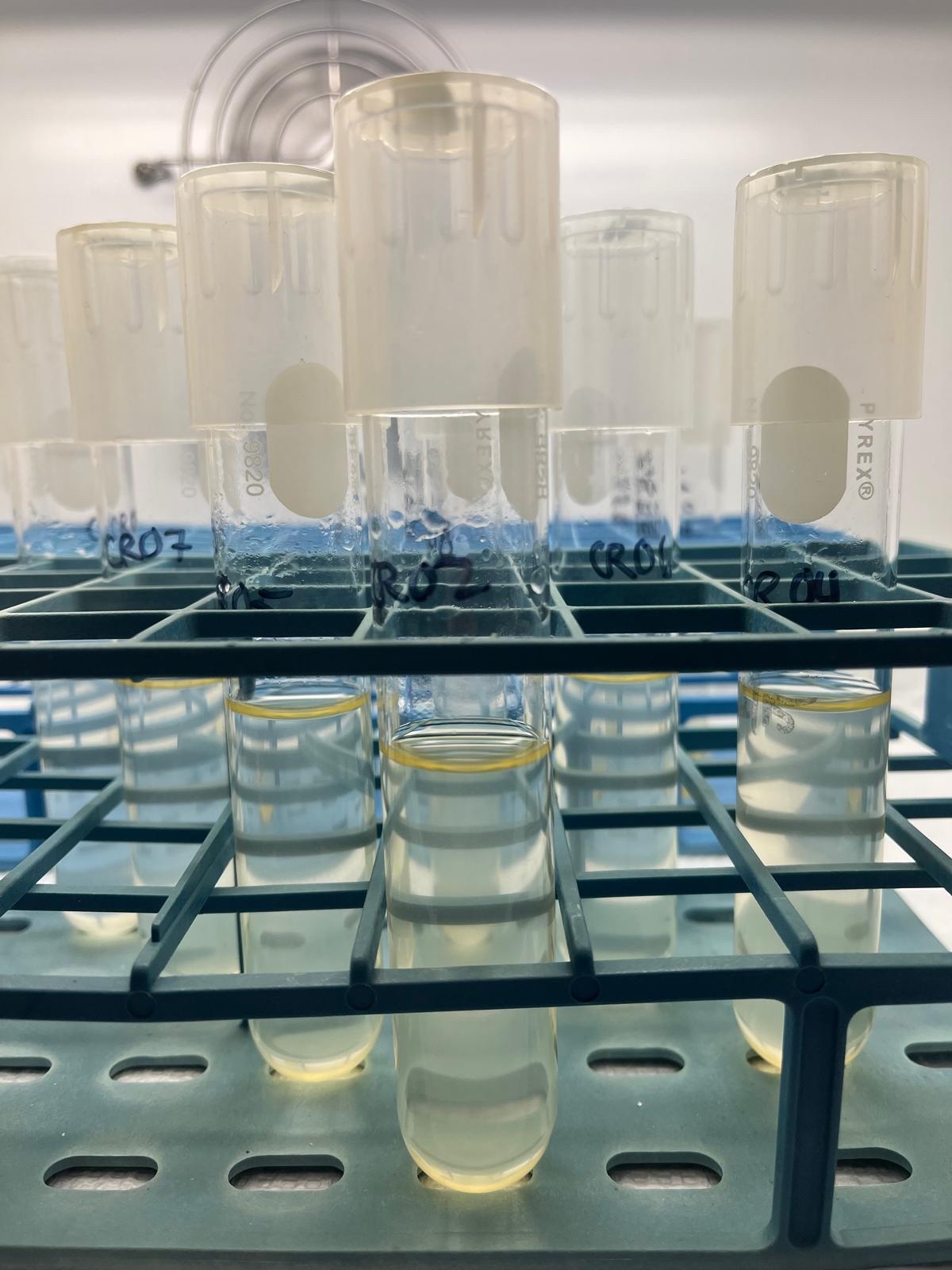 New Study Reveals Hidden “Chemical Currency” Fueling the Ocean’s Carbon Cycle