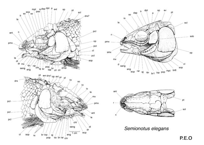 Pen and ink sketches of early Jurassic fish