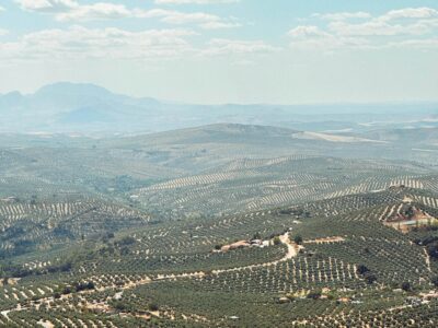 As Climate Change Exacerbates Extreme Weather, Olive Oil Feels the Squeeze