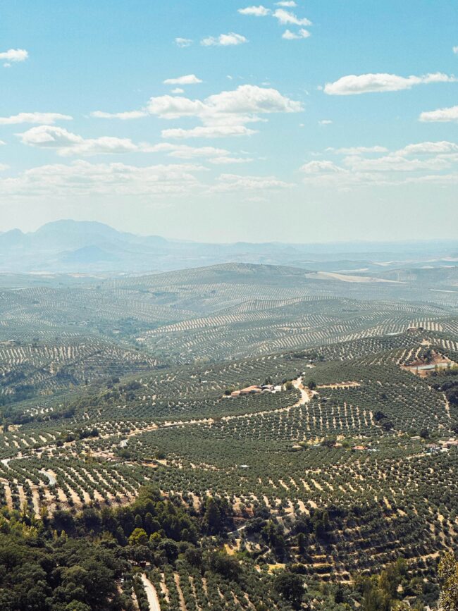 Panoramic photo of olive oil fields in Jaen, Spain