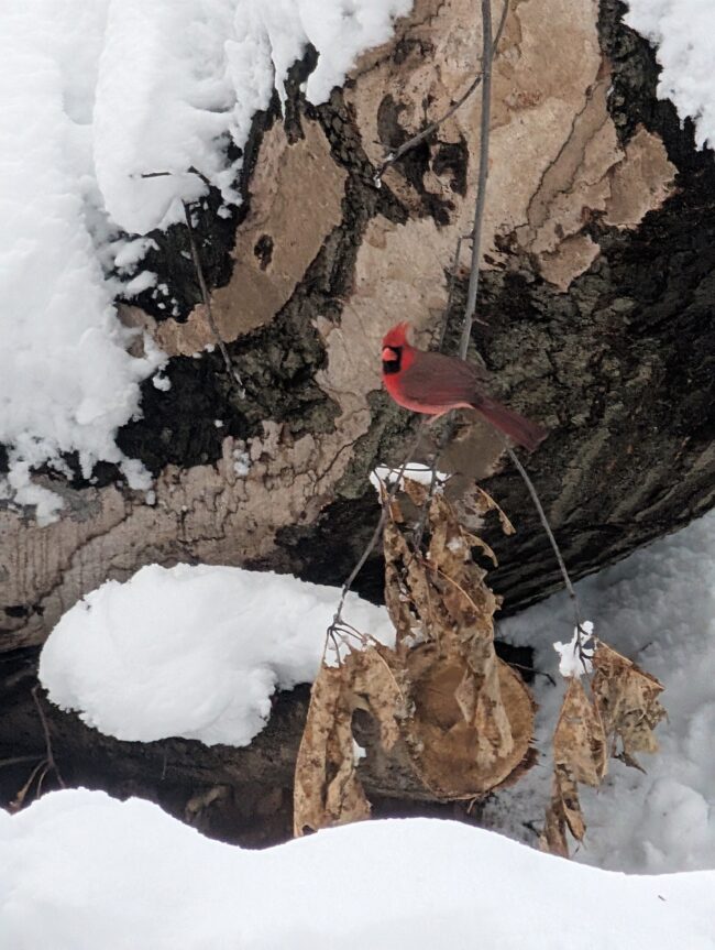 Cardinal in NYC's Riverside Park. (Alex de Sherbinin, CIESIN)
