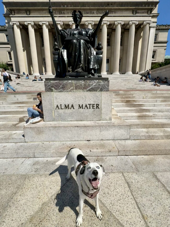 Cornelius the dog in front of Alma Mater, Low Library. (Amara Leazer, Climate School & GSAPP)
