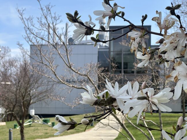 Evidence of spring at LDEO Comer Building. (Kelly Fenton-Samuels, LDEO)