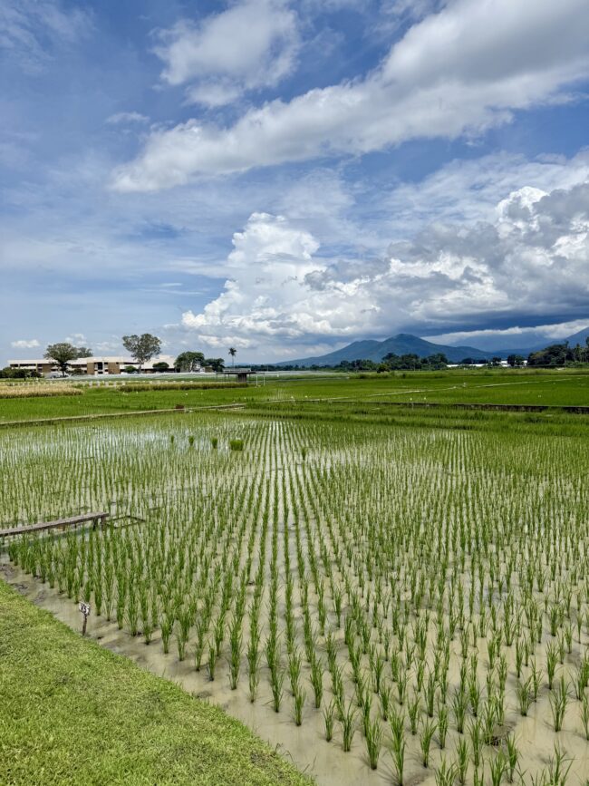 Rice fields in Los Baños, Philippines. (Erik Mencos, CCSR)