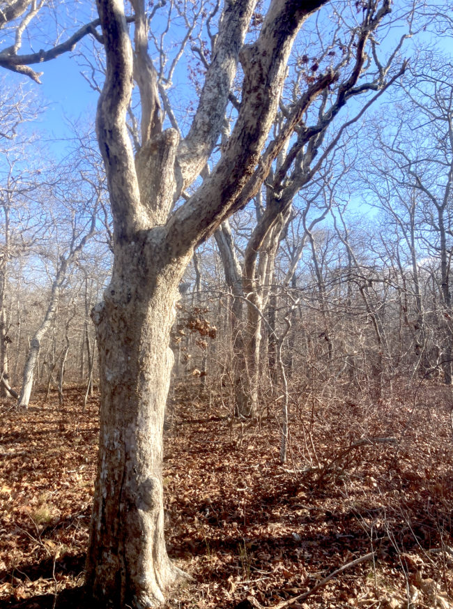 Photo of bare white-oak trees against a pale blue sky