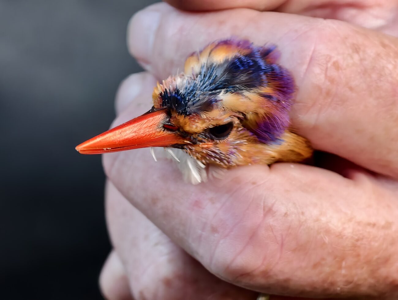 Tangan memegang seekor burung