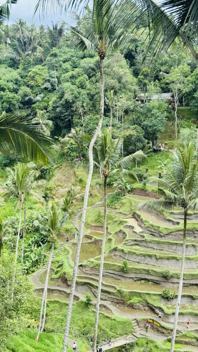 Tegalalang rice terraces in Bali. (Supriya Swarup, SUMA)