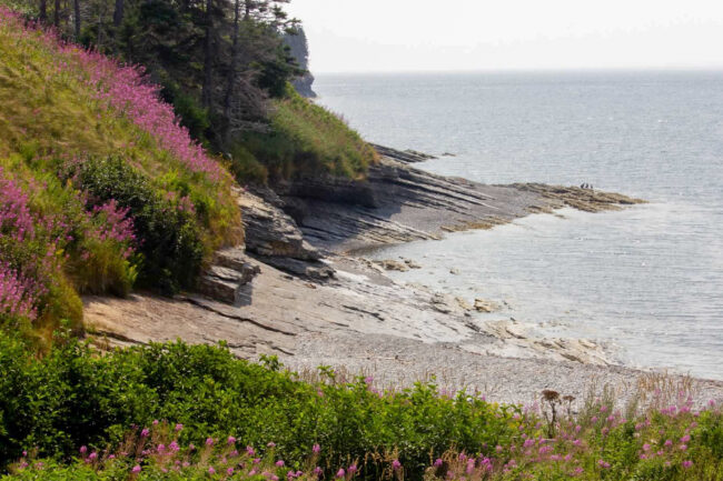 Wildflowers on cliffs of Gaspé Peninsula, Canada. (Miriam Cinquegrana, LDEO)