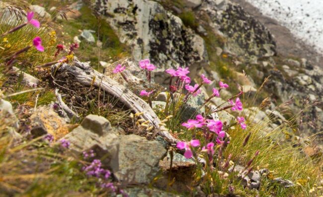 Wood pinks atop a steep precipice overlooking the Gorner Glacier in the Swiss Alps