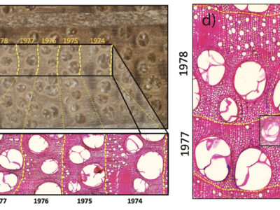 Tree Rings Reveal Hurricane Impacts and Emerging Sea-Level Stress in Coastal Forests