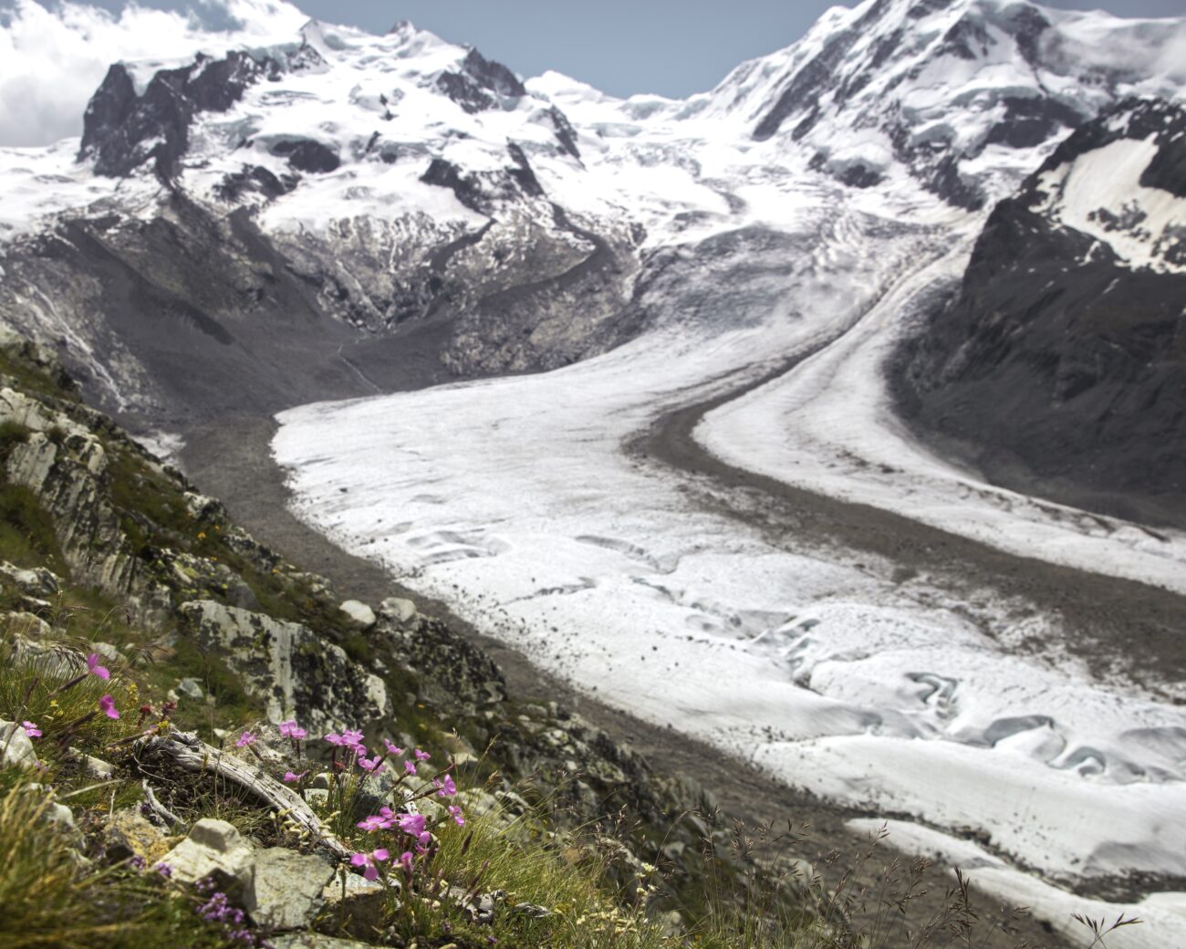 In an Alpine Plant Species, Ancient Alleles May Help Drive Climate Change Adaptation