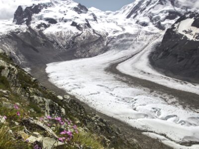 In an Alpine Plant Species, Ancient Alleles May Help Drive Climate Change Adaptation