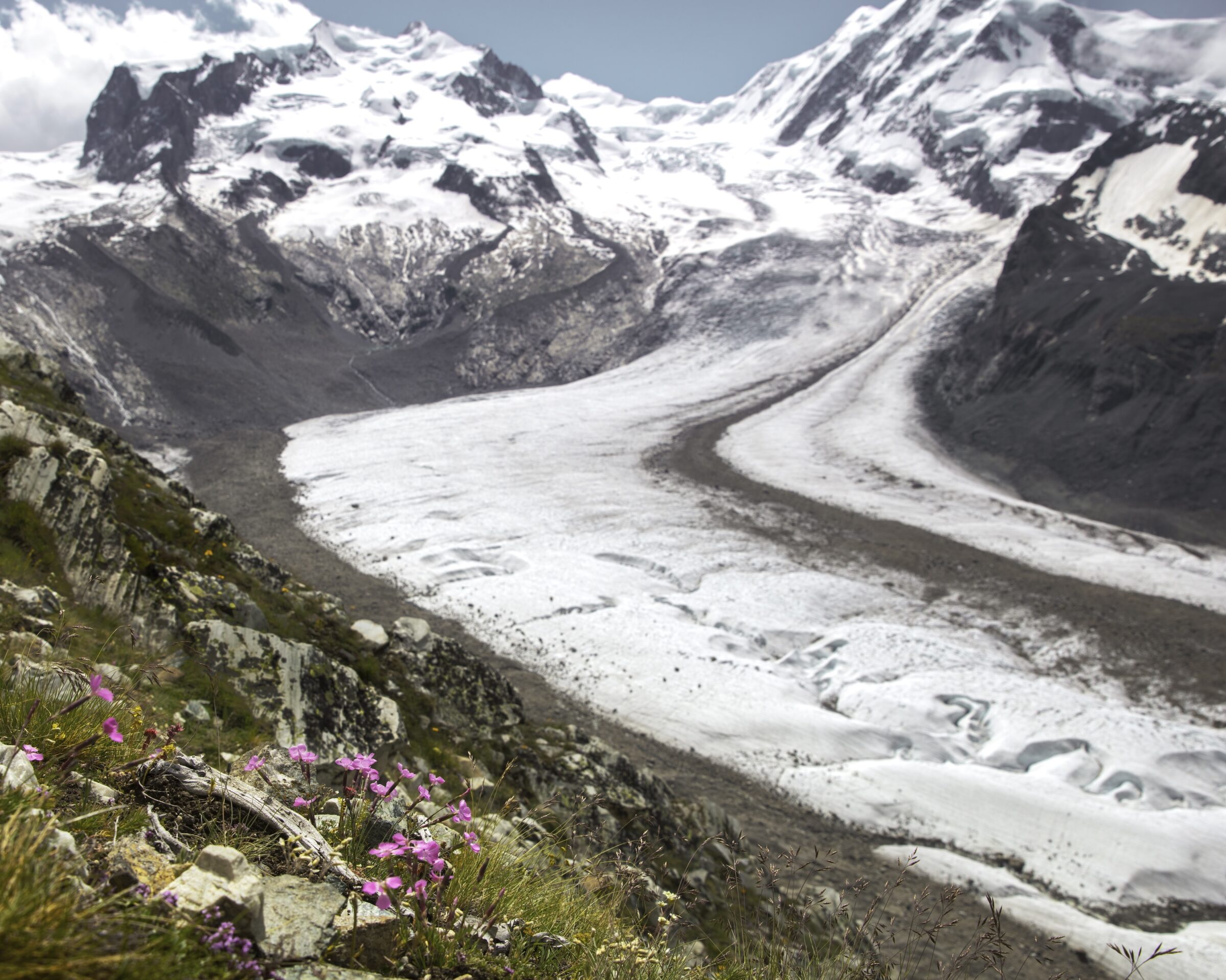 In an Alpine Plant Species, Ancient Alleles May Help Drive Climate Change Adaptation