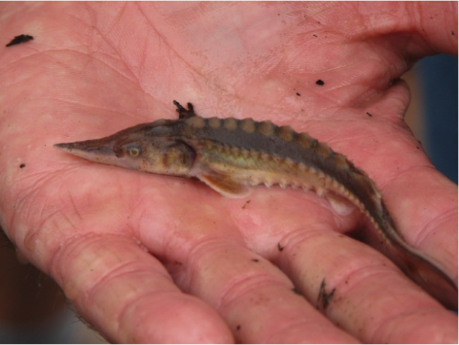 Small Atlantic sturgeon in a human hand