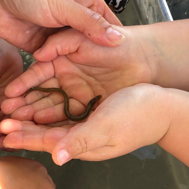 Small eel in hands