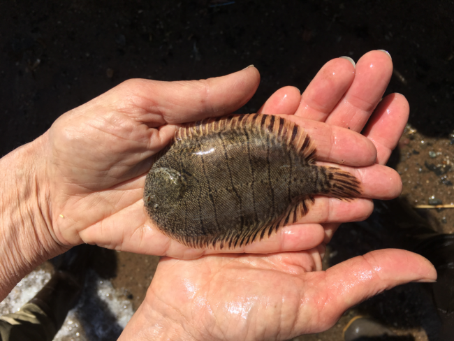 Two hands holding a hogchoker fish