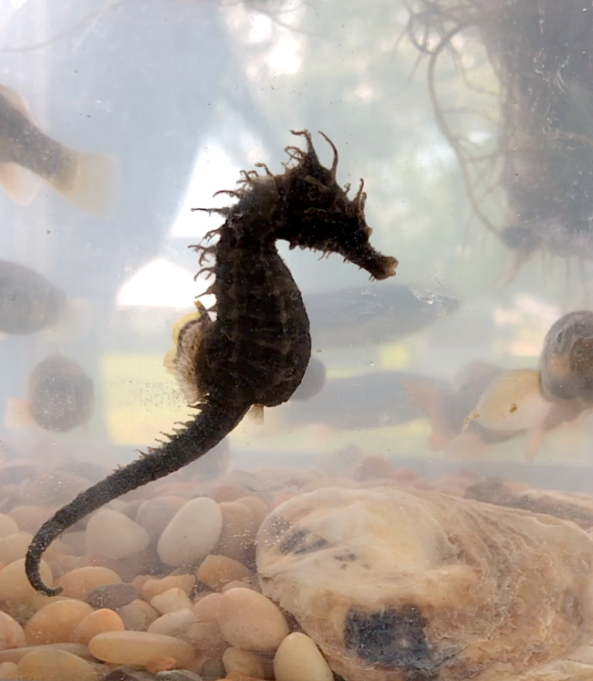 A seahorse
