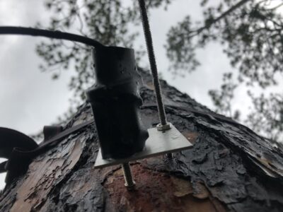 New Research Indicates That in the Future, Trees May Store Less Carbon Than Expected
