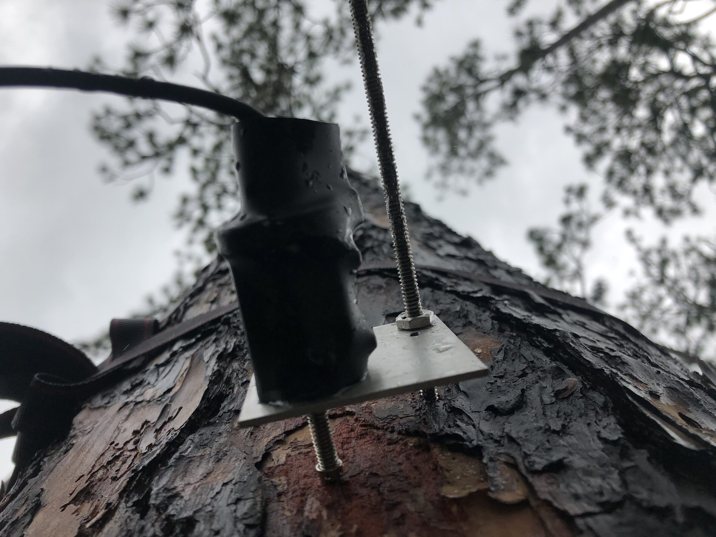 New Research Indicates That in the Future, Trees May Store Less Carbon Than Expected
