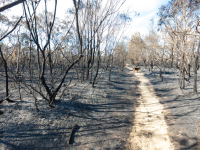 Pacific Ocean Pattern Helps Explain Diverging Wildfire Trends in U.S. and Australia