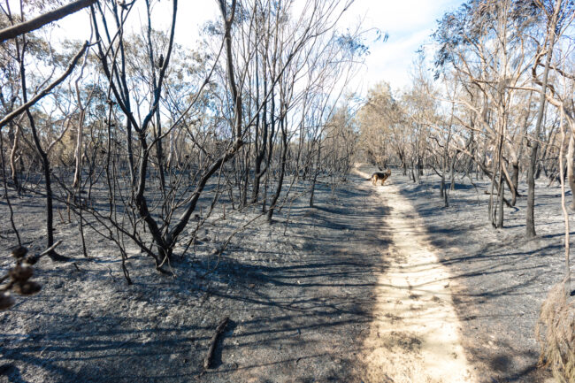 Scorched earth and blackened tree trunks caused by a large bush fire in the southern Sydney suburb of Barden Ridge.