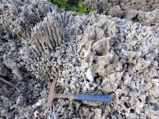 Porous coral rock with branching formations, shown alongside a geology hammer for scale