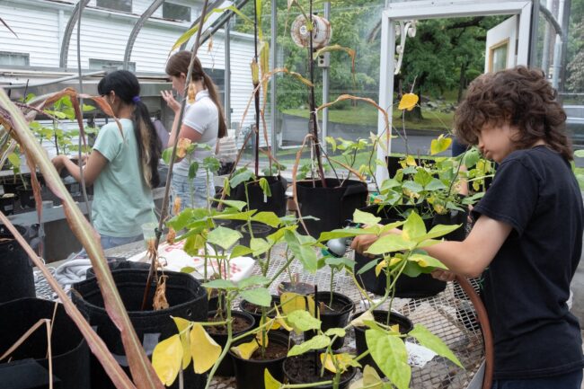Three young people tend potted plants in a greenhouse; one waters a plant