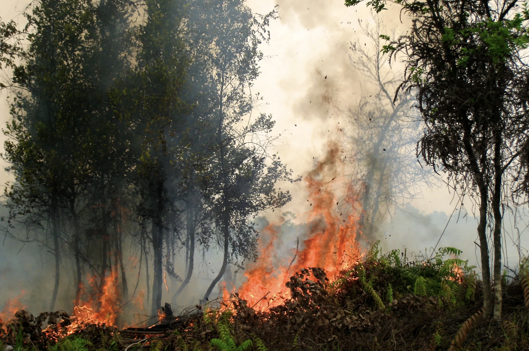 El Niño 2026: How Big Could It Get?